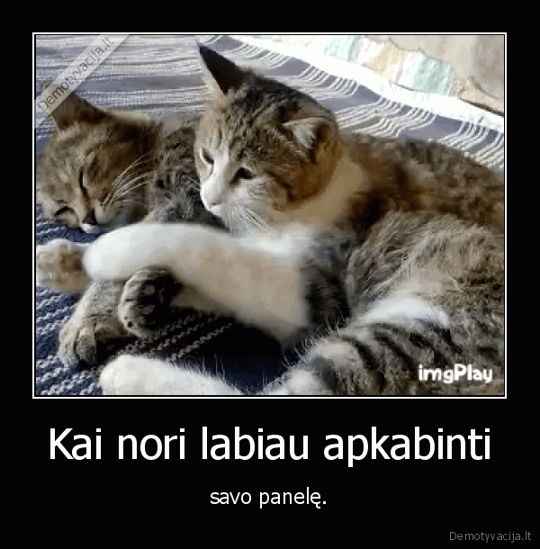 katinas,kate,panele