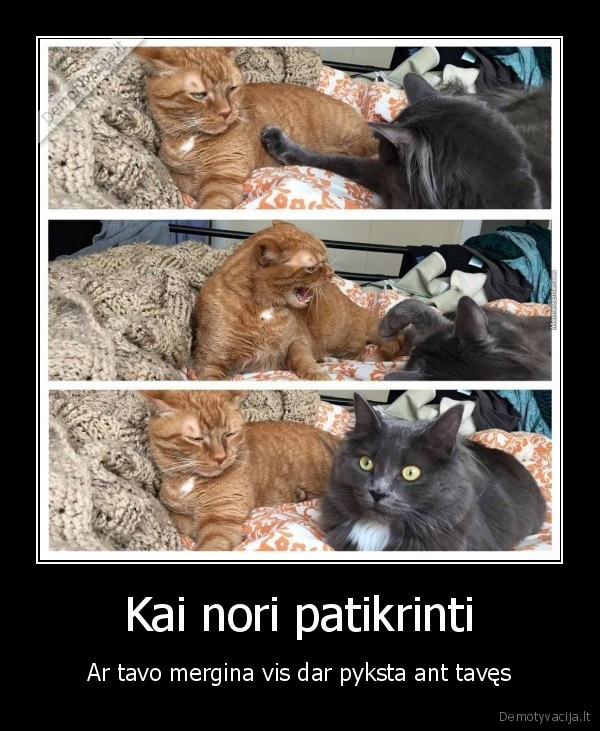 pikta, mergina,juokingi, katinai