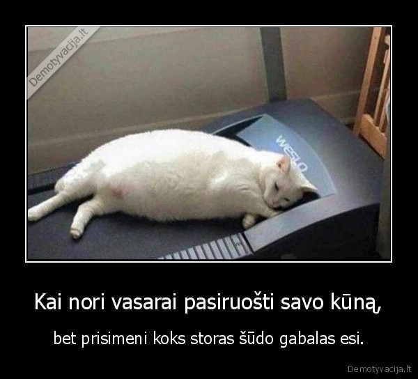 vasaros, kunas,storas, katinas,sudo, gabalas