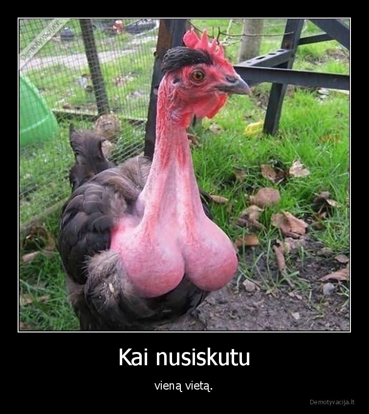 kalakutas,pautai