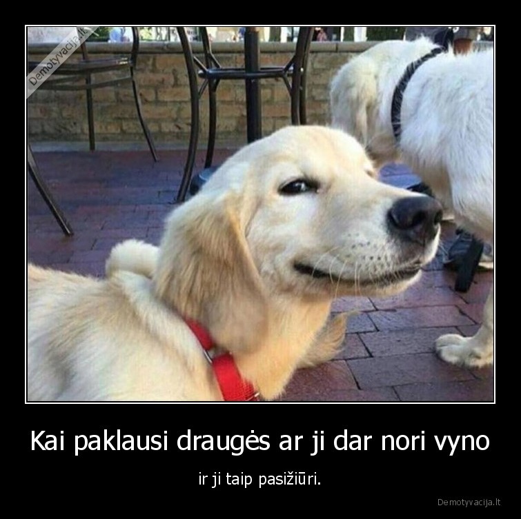 vynas,suo,drauge