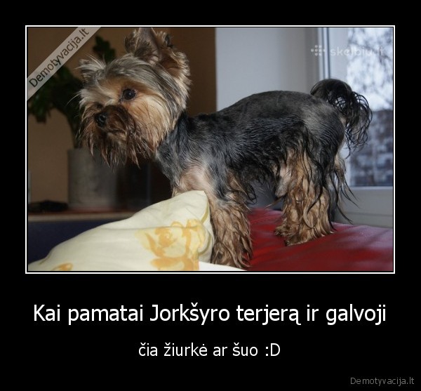 Kai pamatai Jorkšyro terjerą ir galvoji