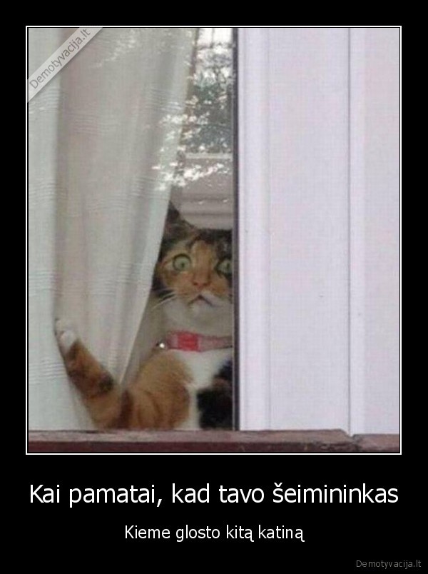 istikimybe,nustebes, katinas