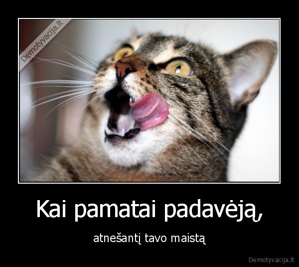 padavejas,maistas,alkis,kate,katinas