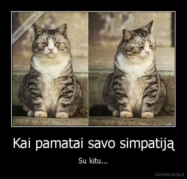 liudnas, katinas,simpatija,liudesys