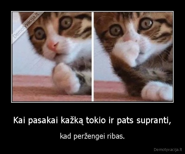 kate,katinas,ribos