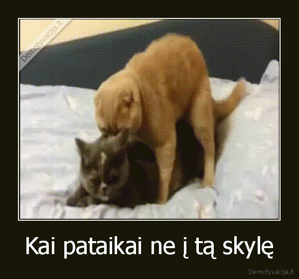 kate,katinas,seksas,skyle