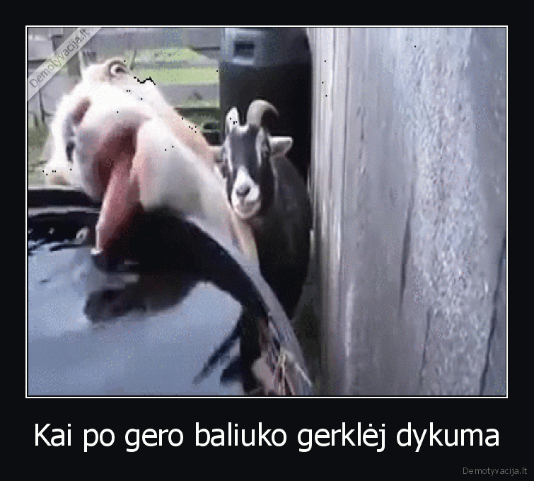 baliukas