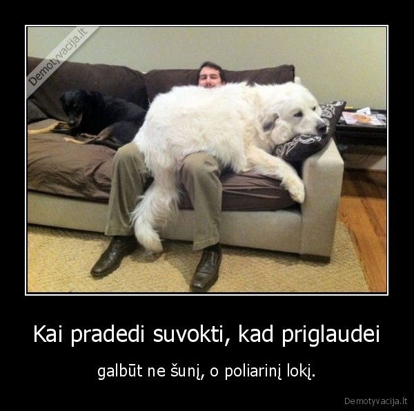 suo,lokys