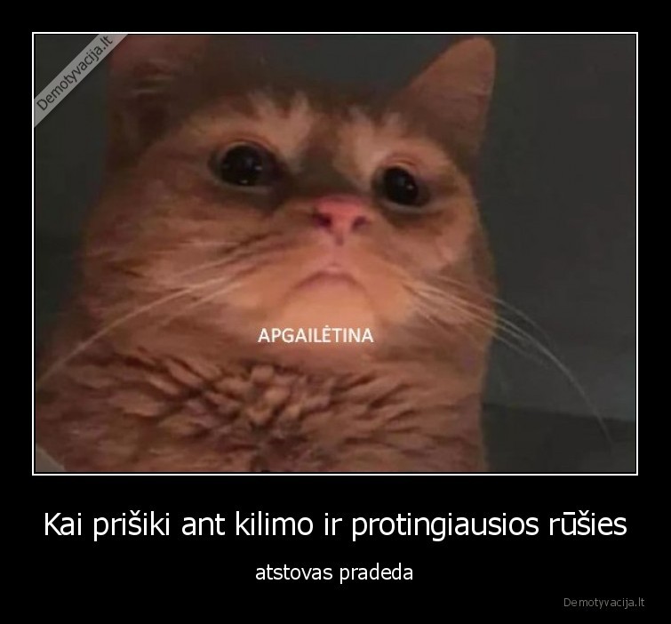 katinas,apgailetina