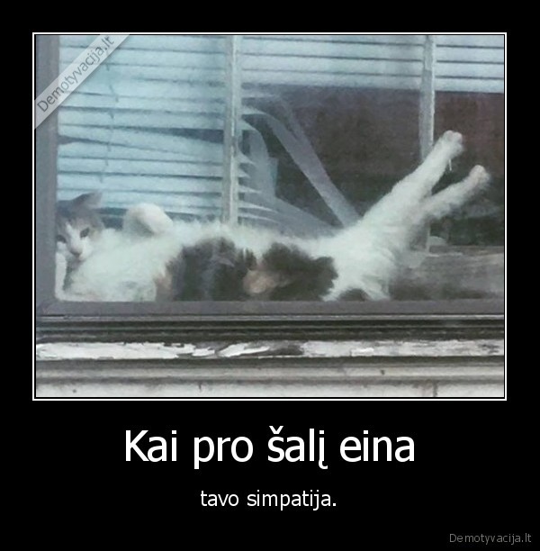 kate,katinas,simpatija