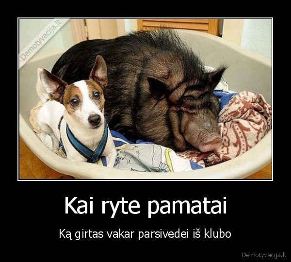 stora, kiaule,vienos, nakties, nuotykis