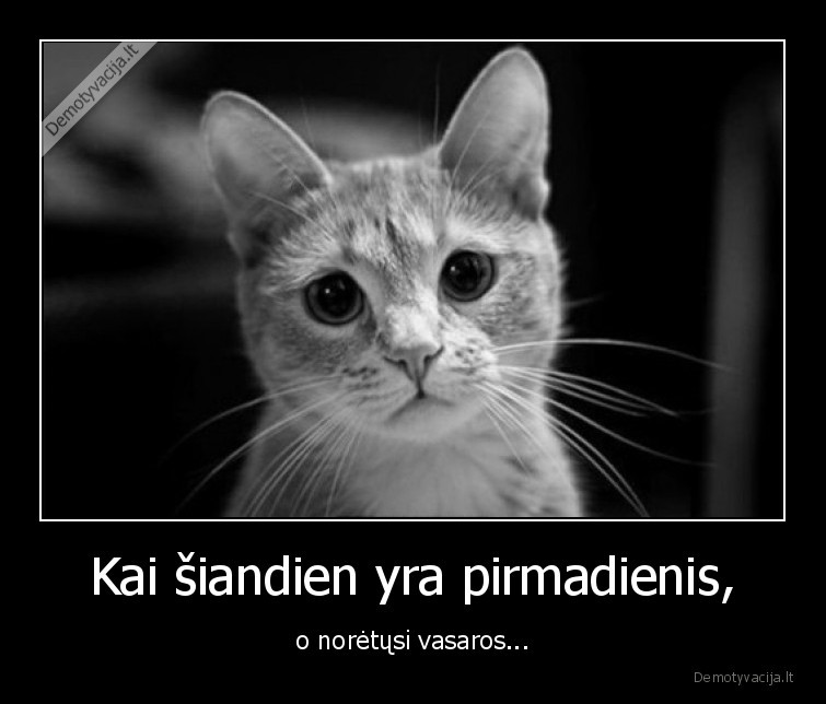 pirmadienis,geguze,katinas