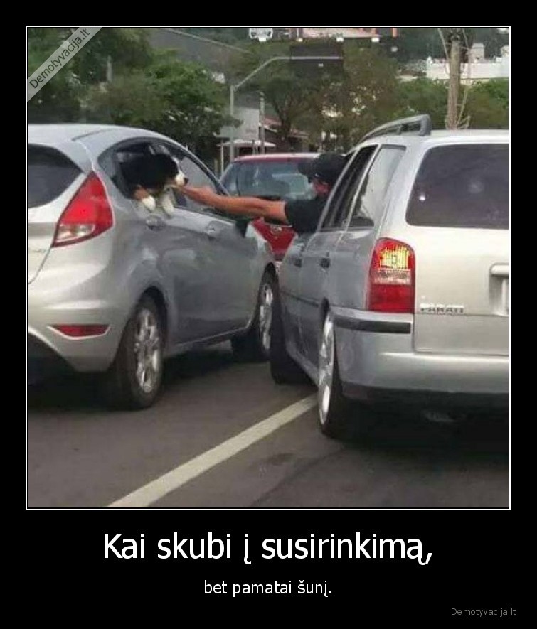 suo,suniukas,susirinkimas,masina