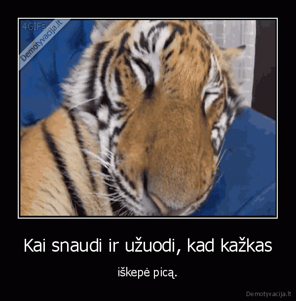 tigras,pica,maistas,miegas,snaudzia