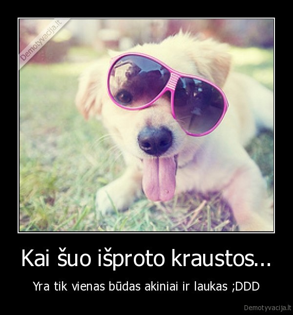 Kai šuo išproto kraustos...