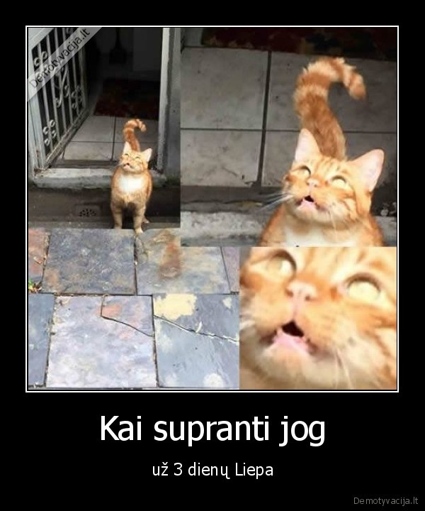 katinas,vasara,liepa,laikas
