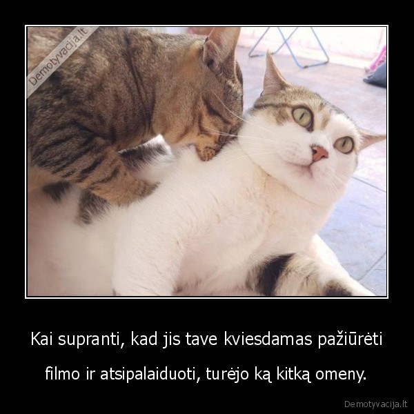 filmas,kate,katinas