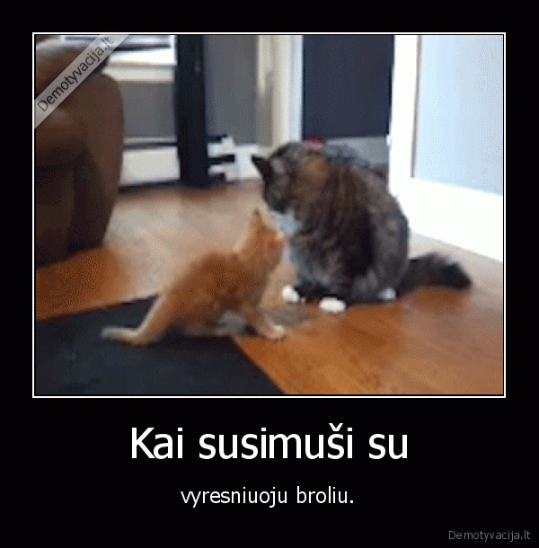 kate,katinas,kaciukas,vyresnis,brolis,mustynes