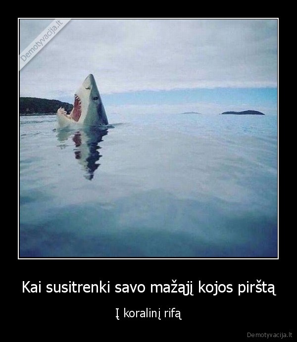 ryklys,skauda