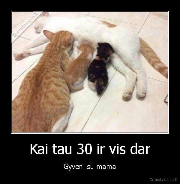 mamyciukas,katinas