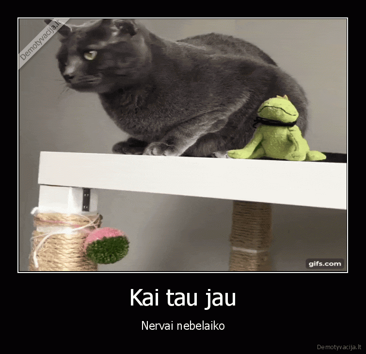 nervuotas, katinas