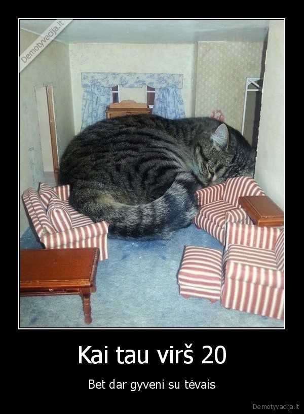 suauges,didelis, katinas