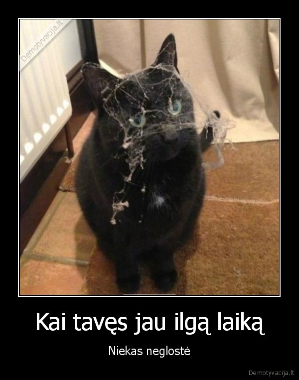 glostymas,katinas,voratinklis