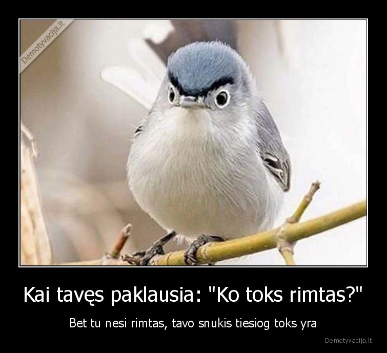 rimtas, paukstis