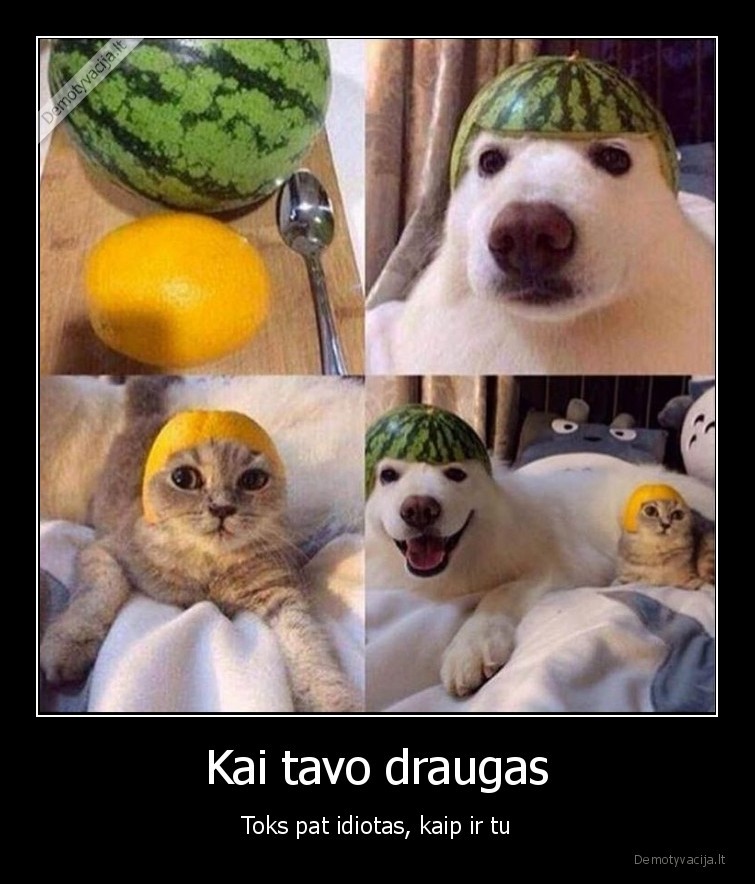 idiotai,kate,suo