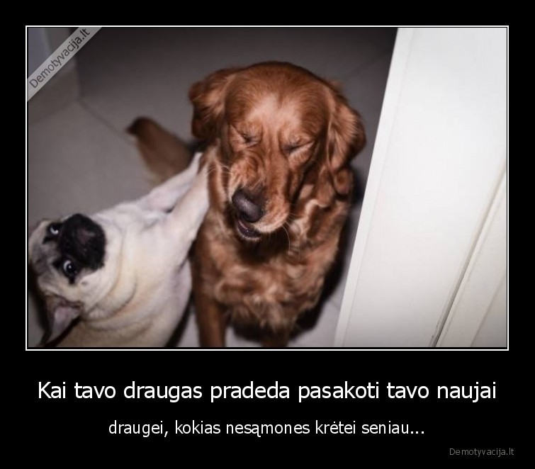 suo,draugas,tylek