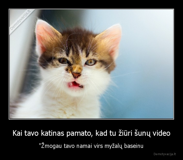 piktas, katinas