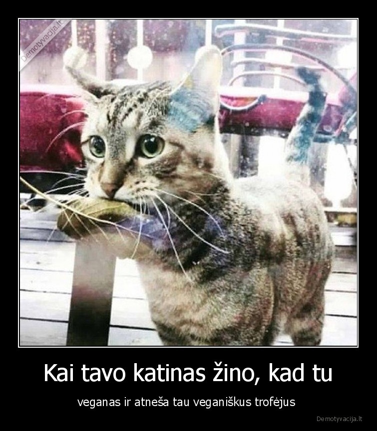 katinas,veganas,lapas,pele