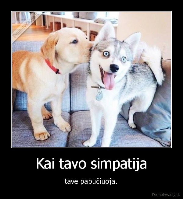 simpatija,bucinys,suo,sunys