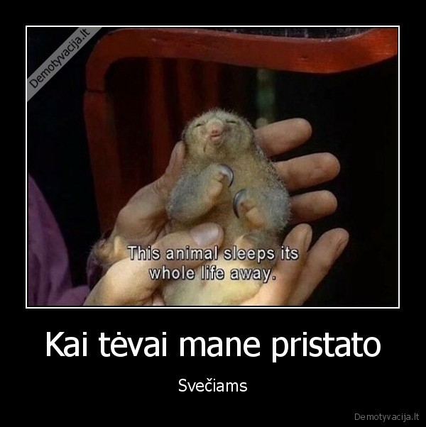 miega,tinginys,padaras