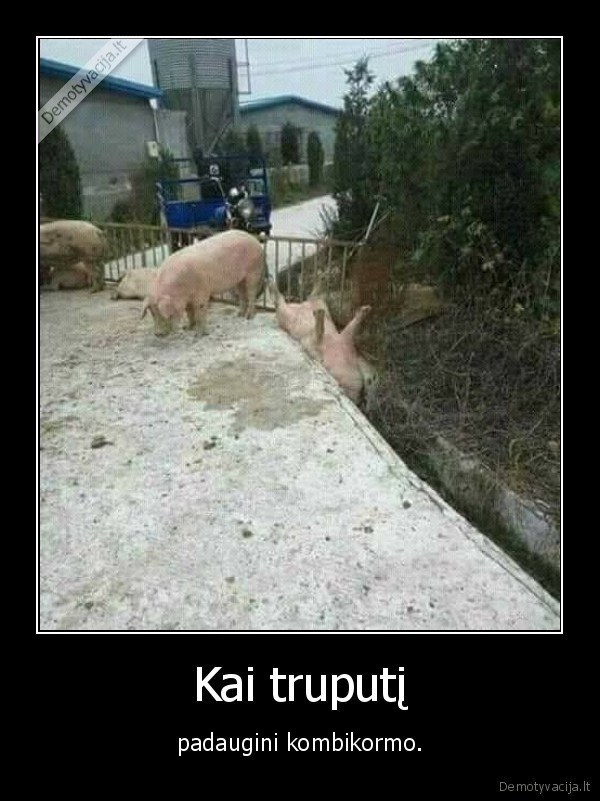 kiaule,kombikormas