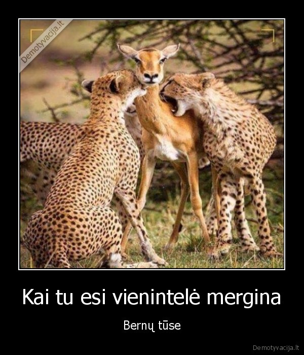 merga,gazele,hienos