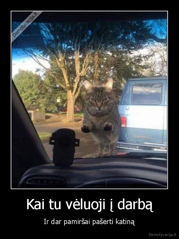 piktas, katinas,velavimas