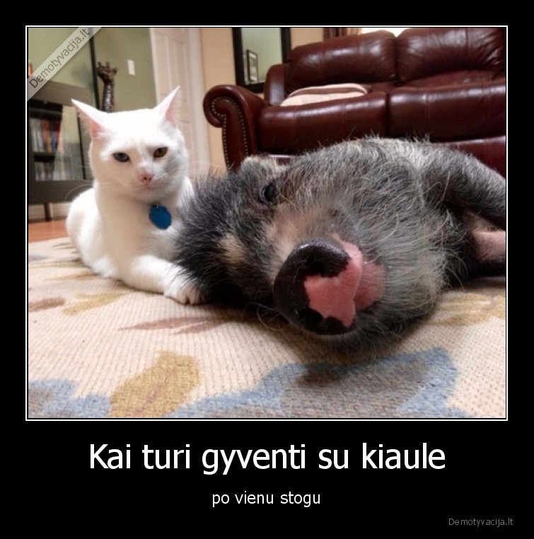 katinas,kiaule,po, stogu,gyventi