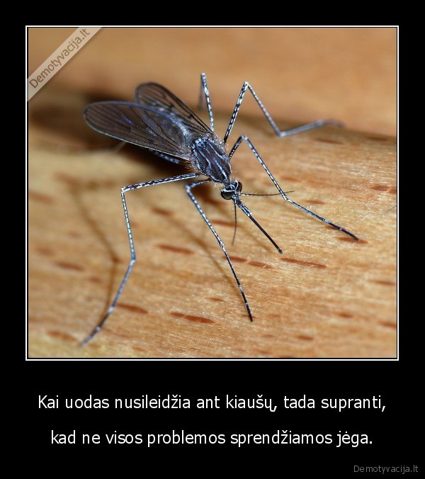 uodai,uodas,kiausai,klynas,problemos,jega