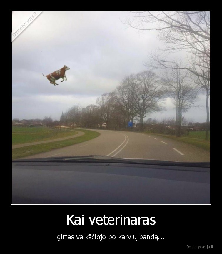 veterinaras,karves,ruja