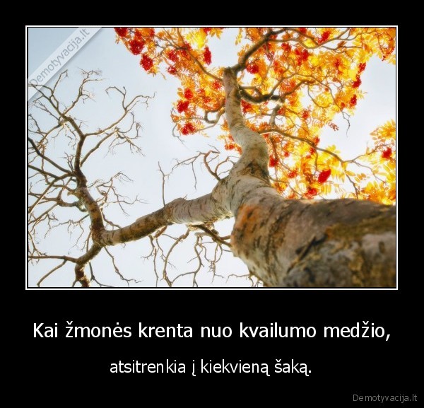 kvailumas