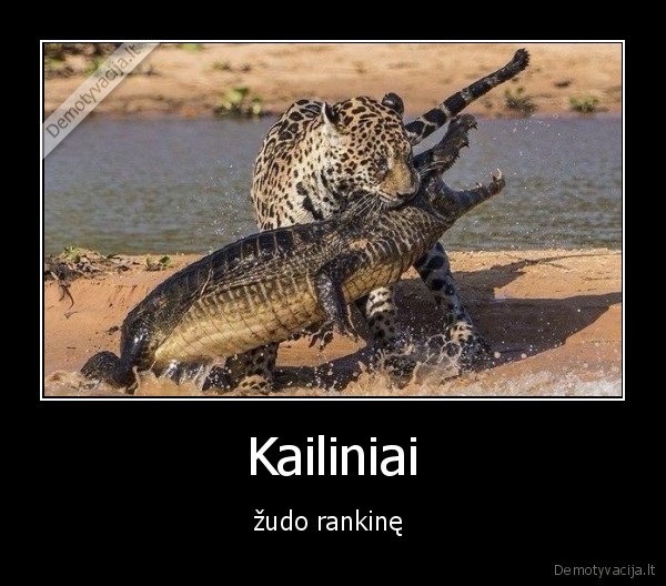 rankine,kailiniai