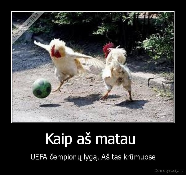 kas, grazus, tas, gaidys, pasake, nebilys