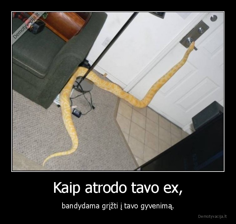 ex,gyvenimas,gyvate