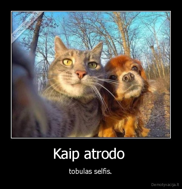 suo,kate,katinas,selfis