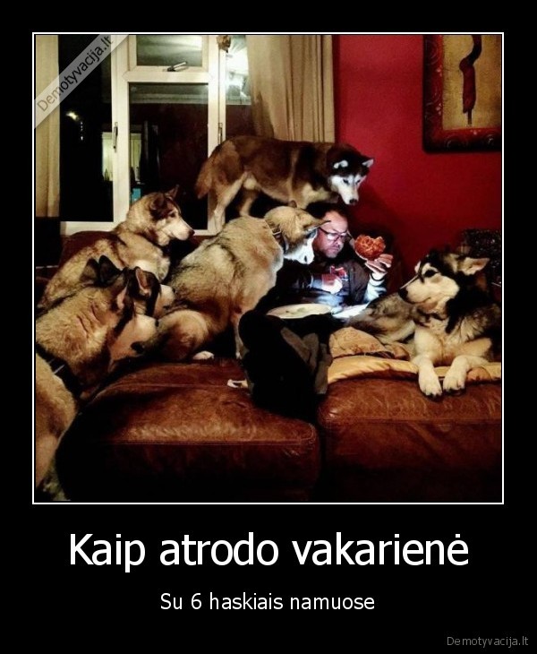 haskiai,pica