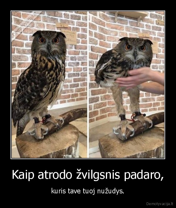 zvilgsnis,peleda