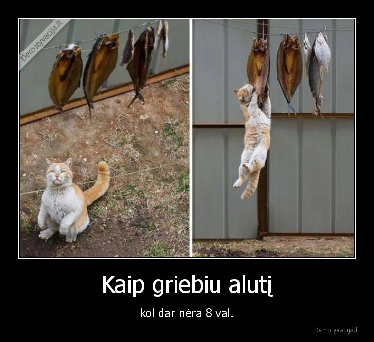 alus,katinas,kate,zuvis