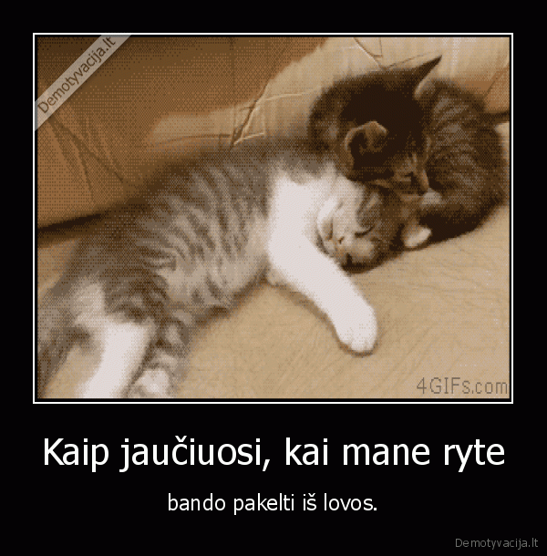 miegas,lova,kaciukai,mieli, kaciukai